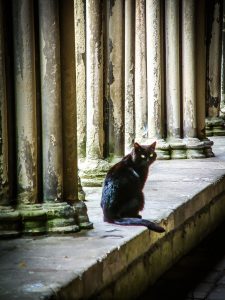 Curious cat in Salisbury Cathedral