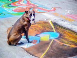 Dogs can draw in Denver