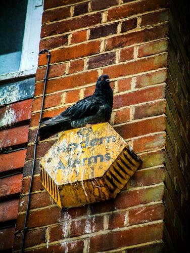 Bird on a sign, Salisbury, England