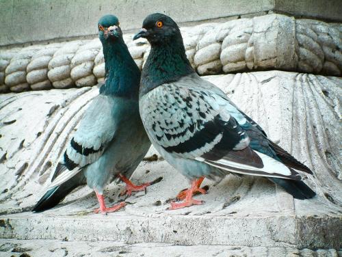 Urban chickens in love in Paris